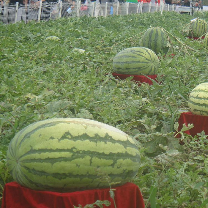 Giant Watermelon Fruit Seeds