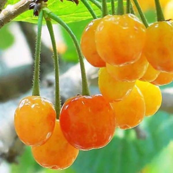 Asian Cherry Fruit Seeds