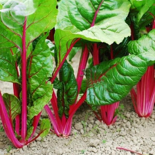 Perpetual Spinach Vegetable Seeds