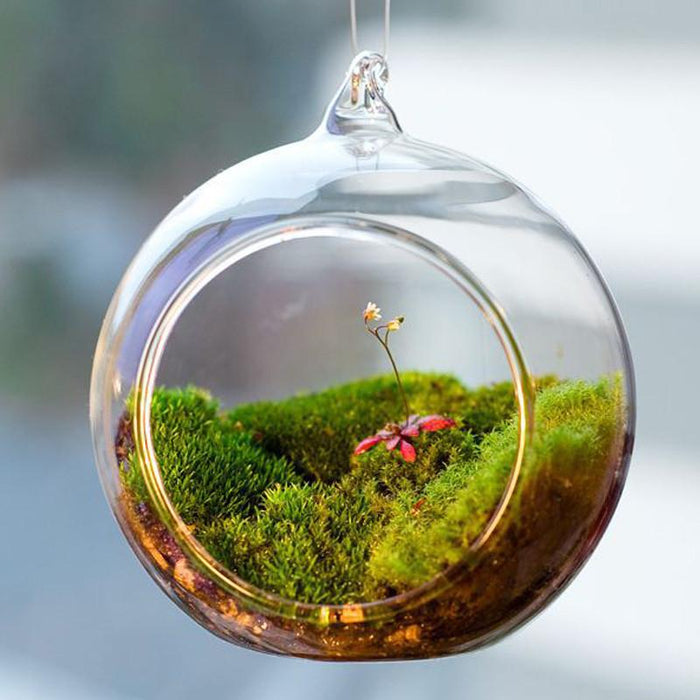 Ball Globe Shape Clear Hanging Glass Flower Vase