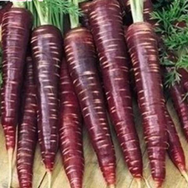 Black/Purple Carrot (50 Seeds)