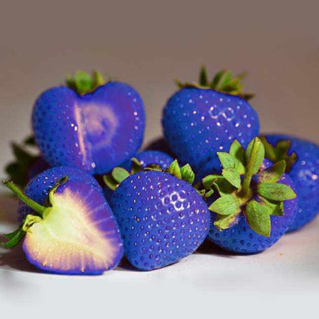 Rare Magical Blue Strawberry Seeds
