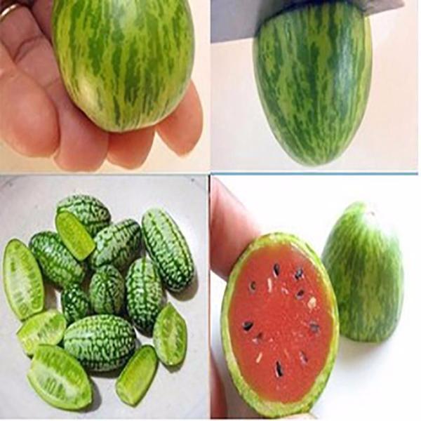 Mini Watermelon Seeds