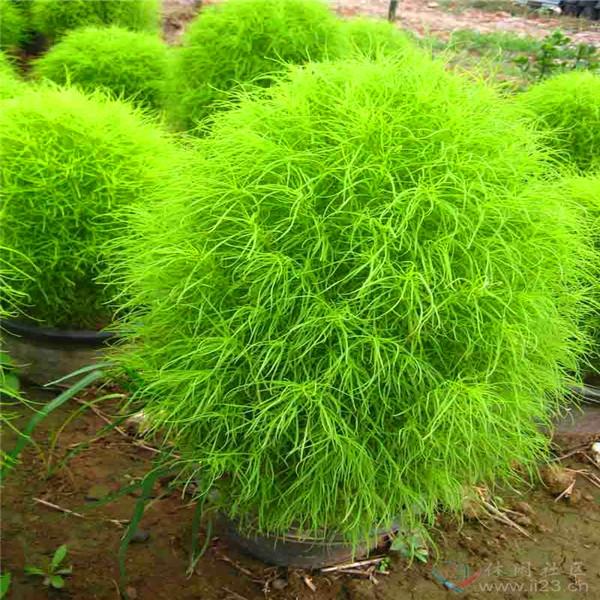 Bonsai Grass Broomsedge seeds 100 pcs hardy plants grass exotic ornamental seeds S016