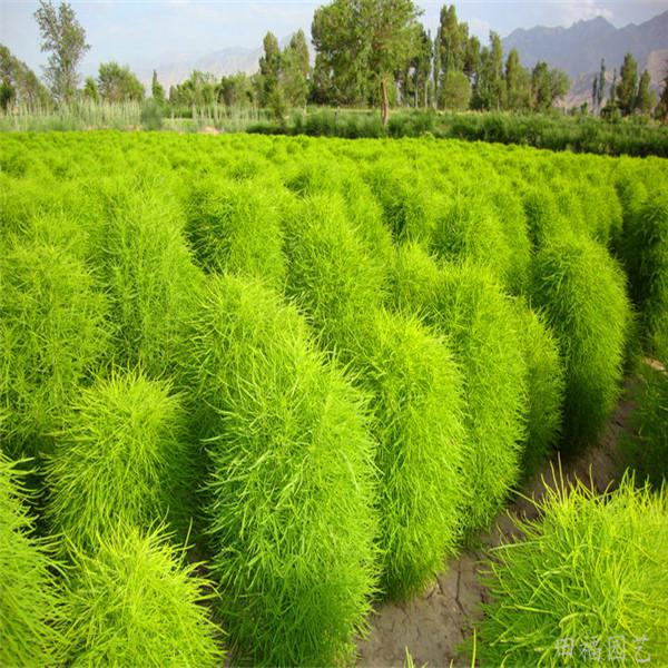Bonsai Grass Broomsedge seeds 100 pcs hardy plants grass exotic ornamental seeds S016