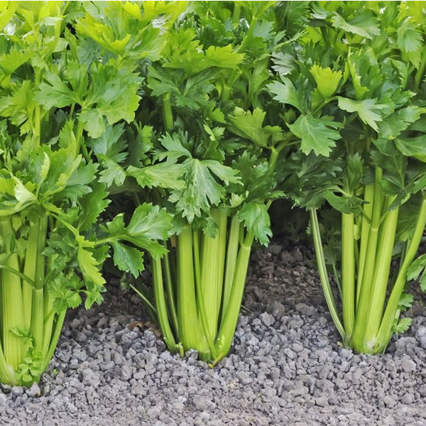 Celery Organic Vegetable Seeds