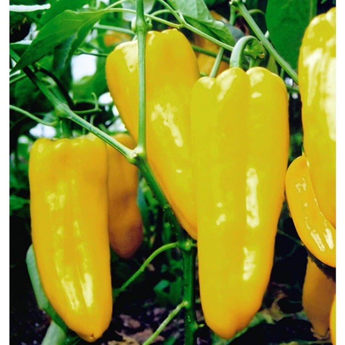 Giant Yellow Pepper Seeds