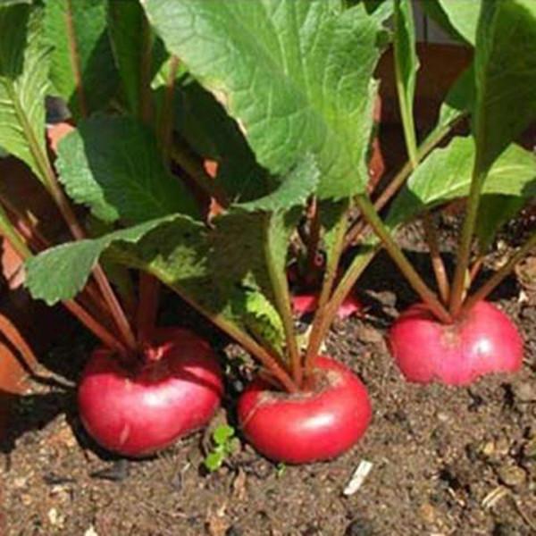 Cherry-Belle Radish (50 Seeds)