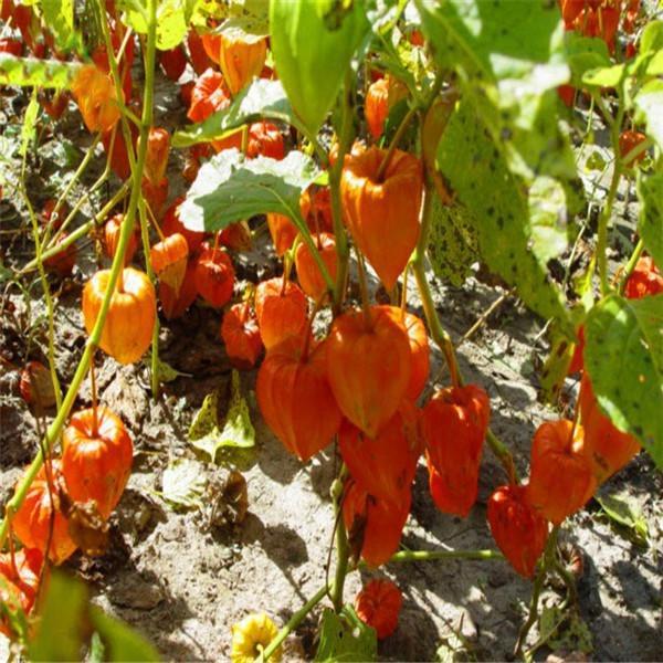 Chinese lantern Fruit Seeds Tomatillo (Physalis Philadelphica) Konditer Organic Seed 30pcs S060