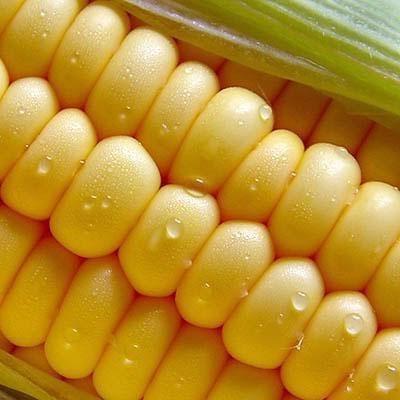 Corn seeds, popcorn, popcorn special corn - 50 particles