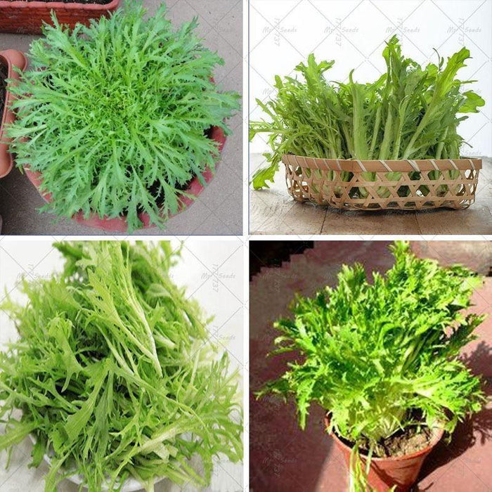 Cichorium Endivia 50pcs Vegetable Seeds