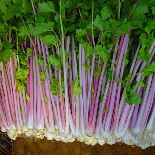 Red Celery seeds organic plants 100 seeds/pack