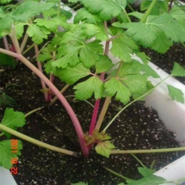 Red Celery seeds organic plants 100 seeds/pack