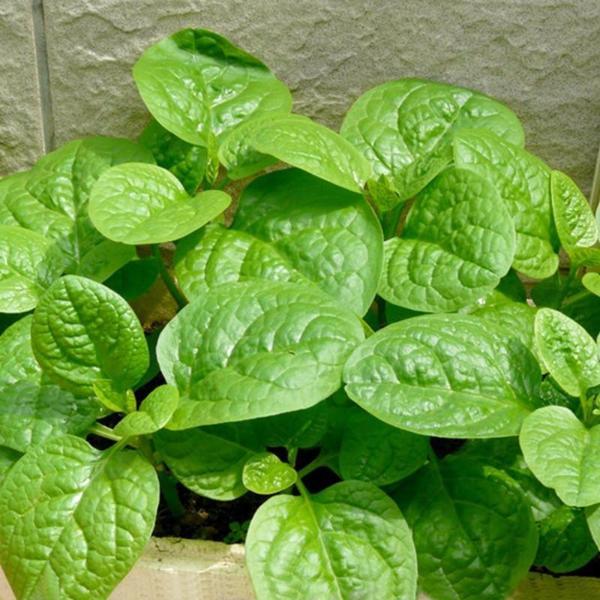 Malabar Spinach Vine Seeds