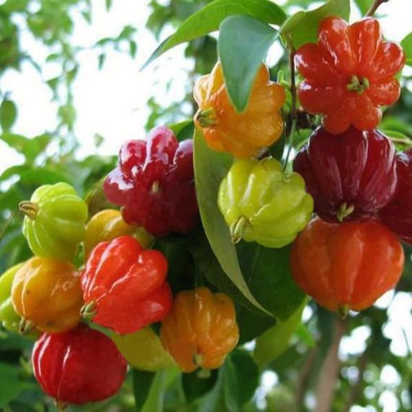 Chinese Ornamental Pepper Seeds Mix Color