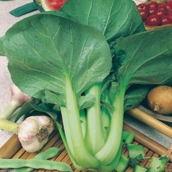 All year round 200pcs Chinese cabbage seeds