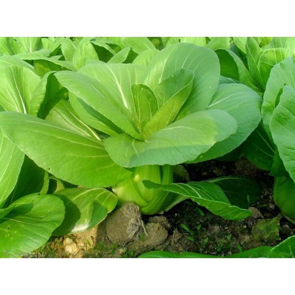 All year round 200pcs Chinese cabbage seeds