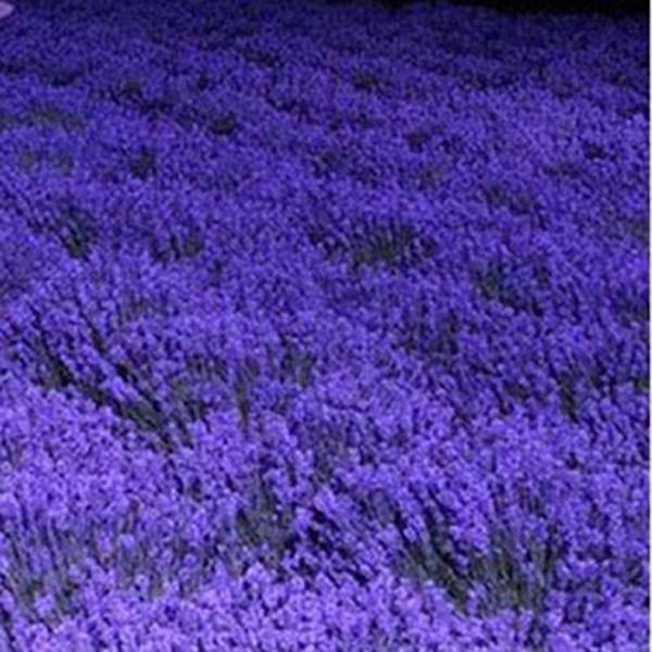 French Provence Lavender Seeds Potted Plant Seeds Very Fragrant 100 Particles / lot 1