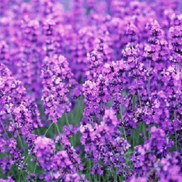 French Provence Lavender Seeds Potted Plant Seeds Very Fragrant 100 Particles / lot 2