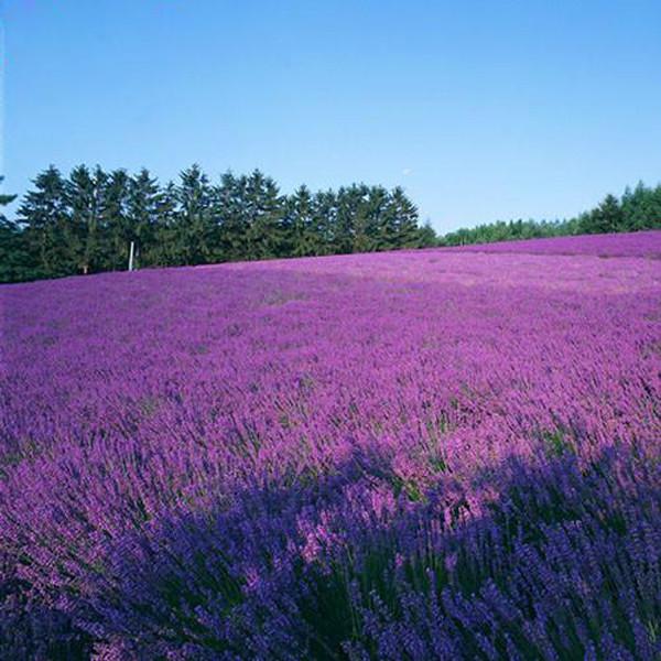 French Provence Lavender Seeds Potted Plant Seeds Very Fragrant 100 Particles / lot 3