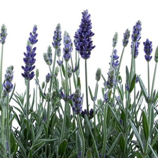 French Provence Lavender Seeds Potted Plant Seeds Very Fragrant 100 Particles / lot 4
