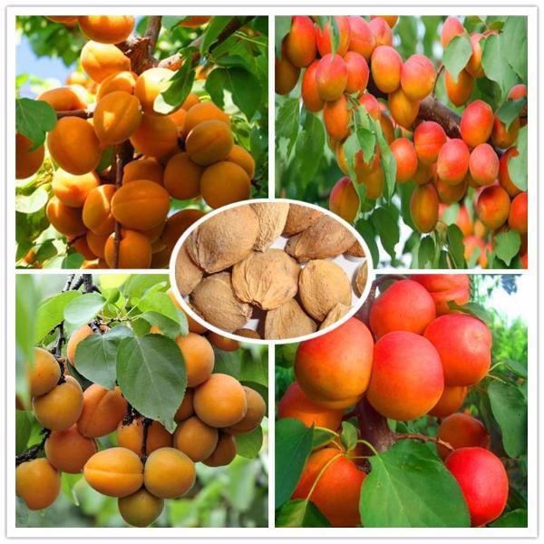Apricot Fruit Tree Seeds