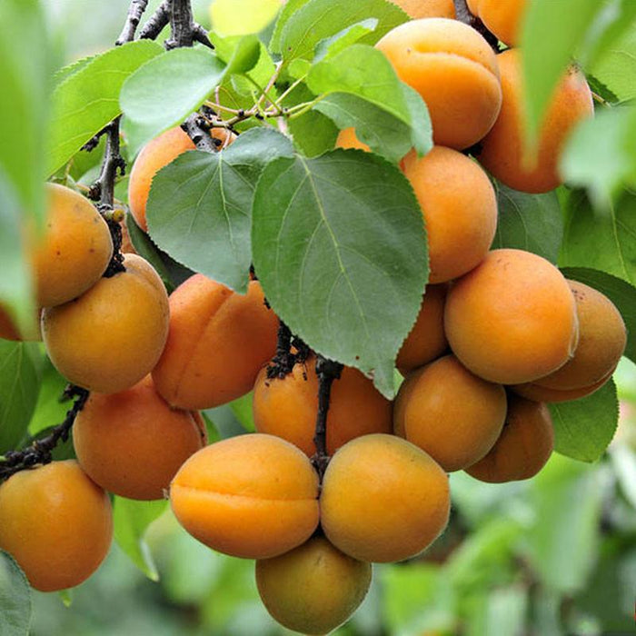 Apricot Fruit Tree Seeds