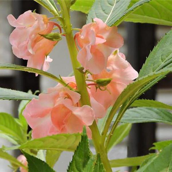 Garden Flowers Impatiens Walleriana Flowers Seeds, About 100 particles for Christmas Yellow