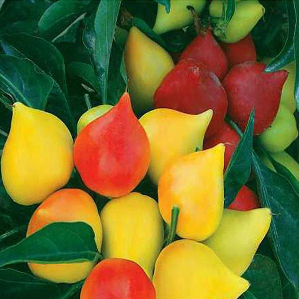 Genuine Ornamental Fruit Seeds. Peach Ornamental Pepper Seeds. About 100 particles.