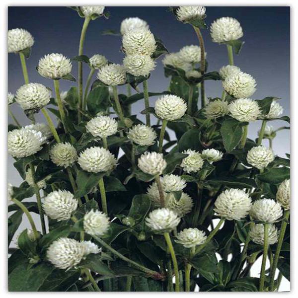 Gomphrena White Flower Seeds