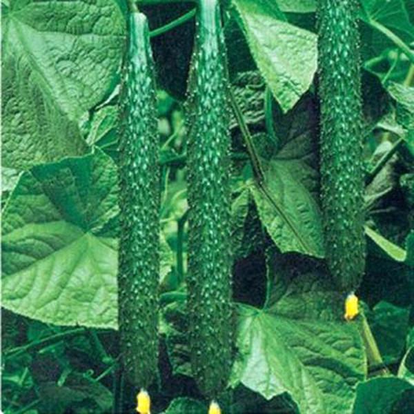 Green Thin and Long Cucumber (100 Seeds)