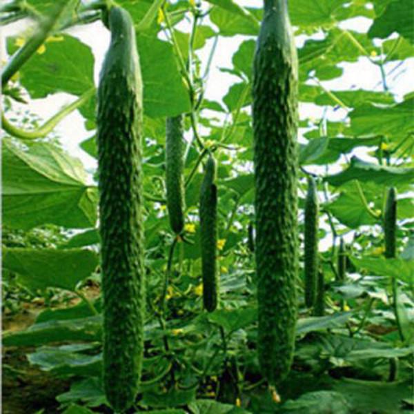 Green Thin and Long Cucumber (100 Seeds)