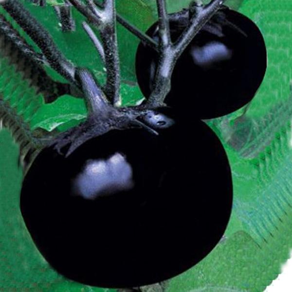 Beijing eggplant round organic vegetable eggplant seeds 100seed