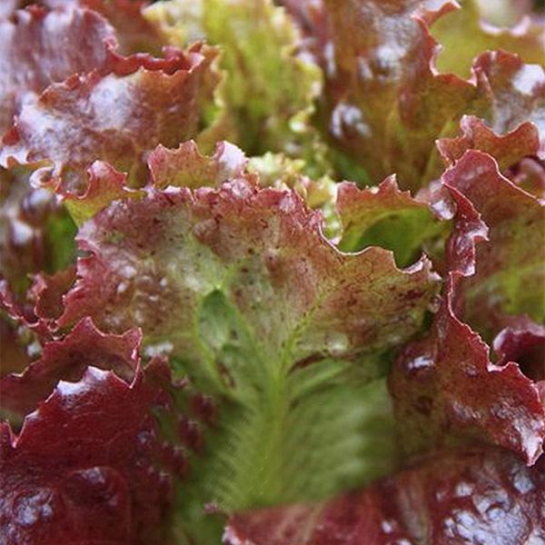 Organic Lettuce Seeds