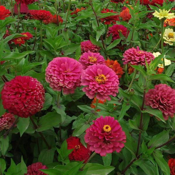 HUA XIAN ZI 50 Seeds/Bag Cut Flowers Zinnia Seeds Mix Color Potted DIY Home Garden Flower