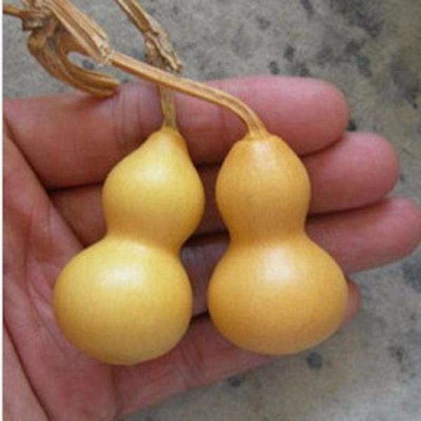 Hand Twist Gourd Seeds