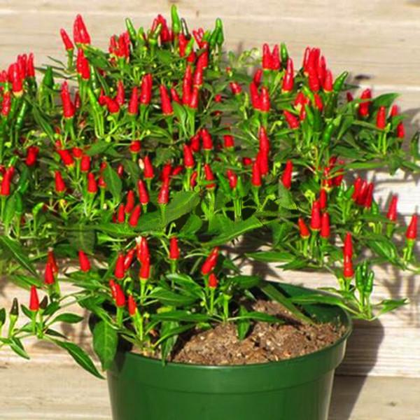Thai Sun Hot Pepper Capsicum Annuum Ornamental Chili Seeds