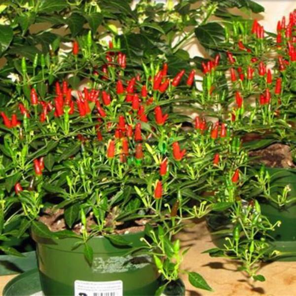 Thai Sun Hot Pepper Capsicum Annuum Ornamental Chili Seeds