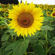 'Smiling face' Sunflowers with Orange Eye — USA Garden Center