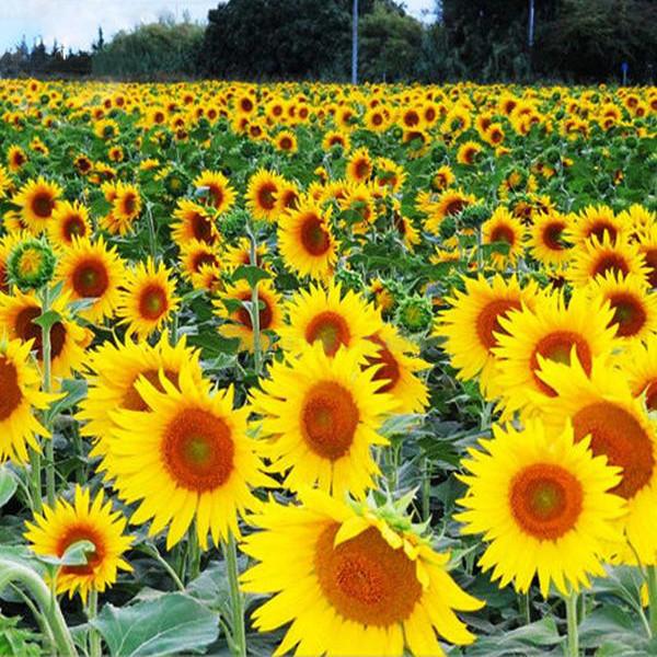 'Smiling face' Sunflowers with Orange Eye