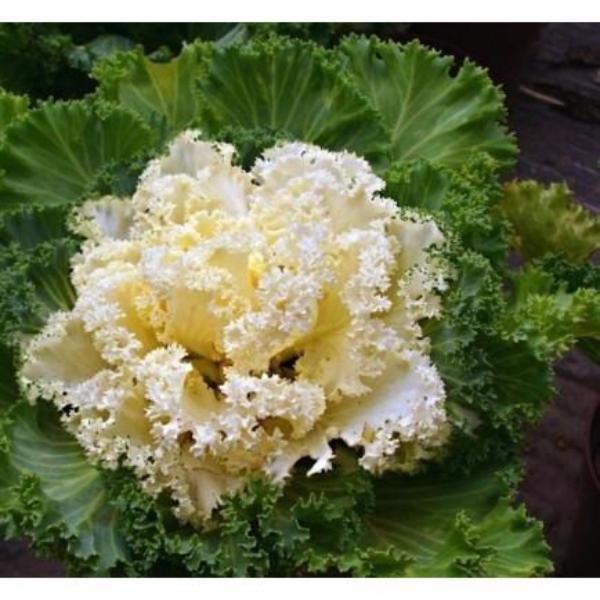 Hot Dreams Cabbage Seed vegetable 200 seeds