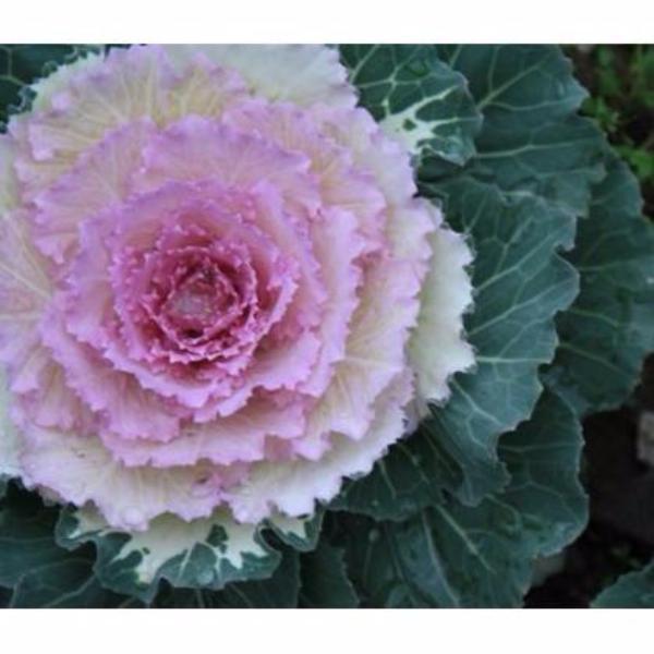 Hot Dreams Cabbage Seed vegetable 200 seeds