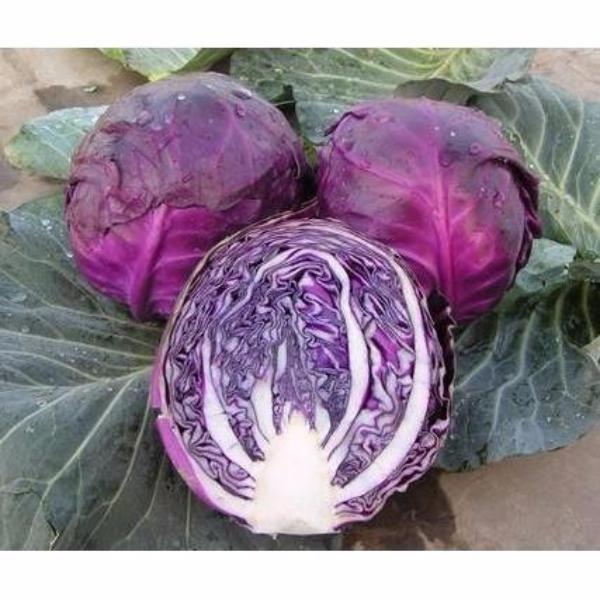 Hot Dreams Cabbage Seed vegetable 200 seeds