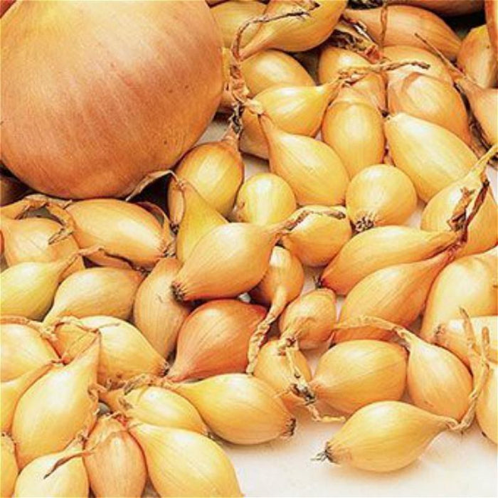 Giant Yellow Onion Seeds