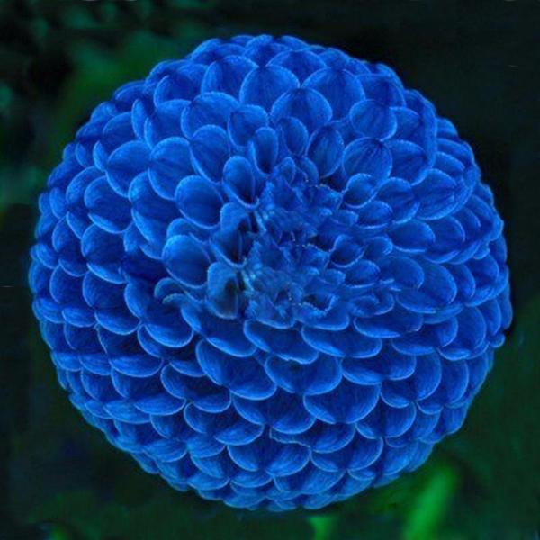 Blue Fireball Dahlia Seeds