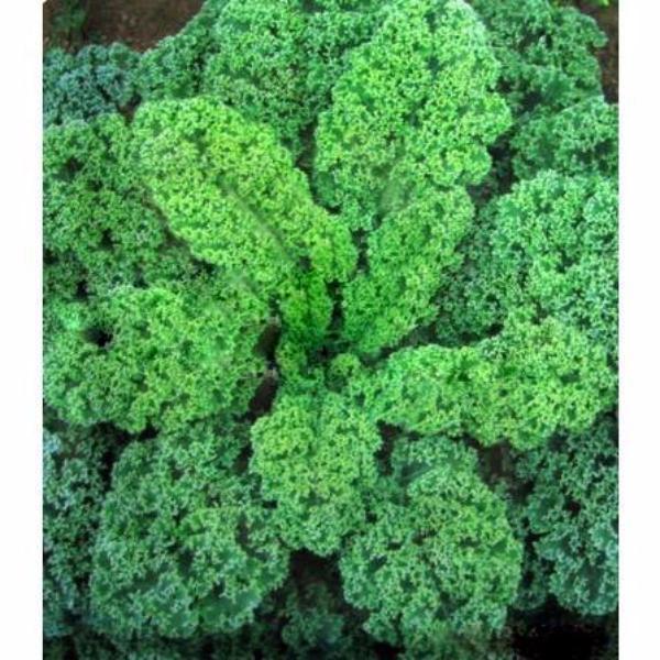 Hot kale seeds vegetable 100seed