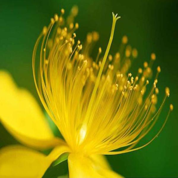Yellow Hypericum Flowers seeds