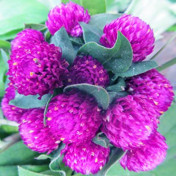 Gomphrena Purple Flower Seeds