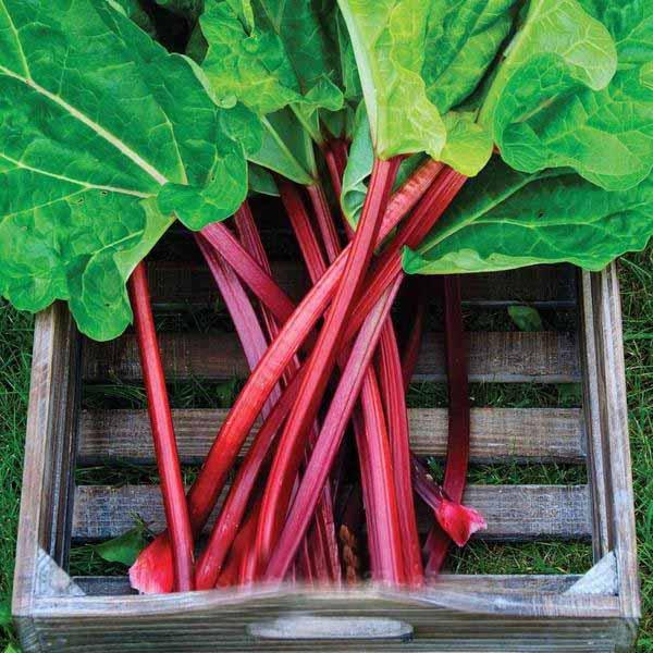 Rhubarb 'Raspberry Red' vegetable Seeds