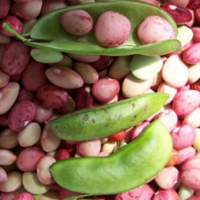Big Green Beans Seeds